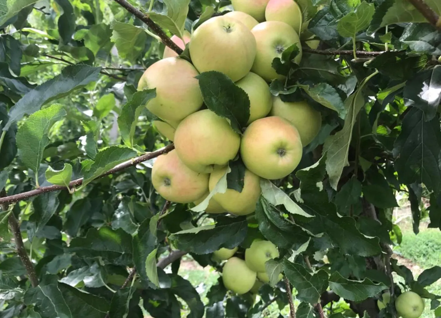 Valtellinda Βίλα Bianzone Ιταλία