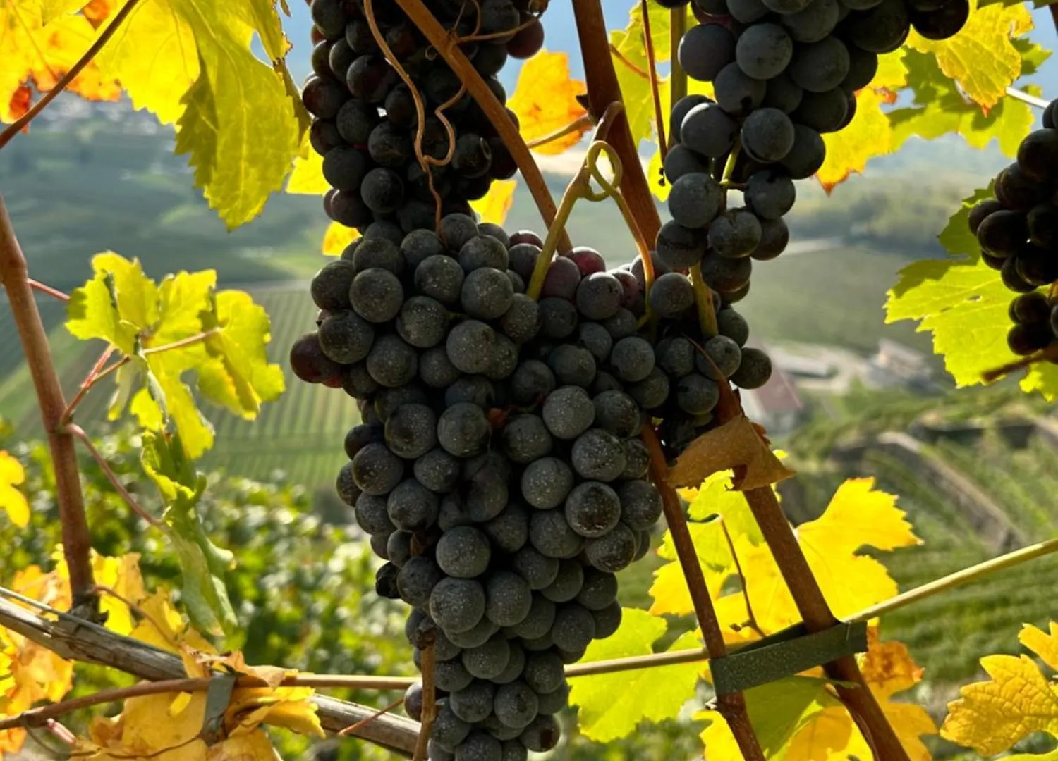 Valtellinda Villa Bianzone